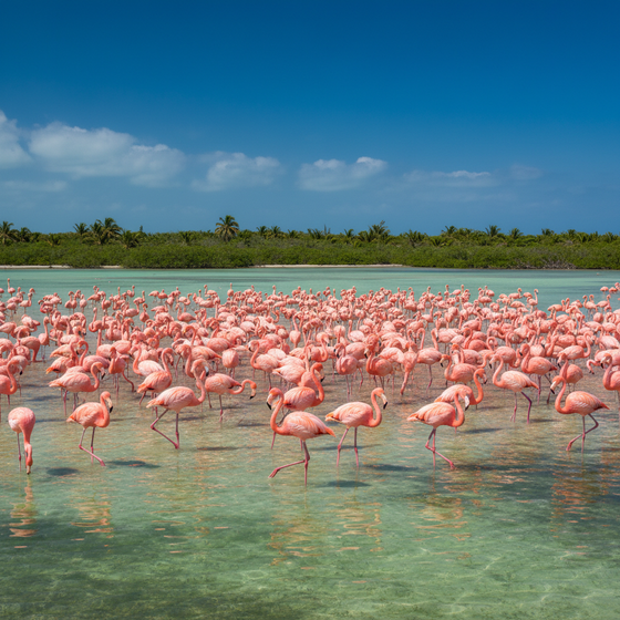 Inagua National Park Bahamas flamingos